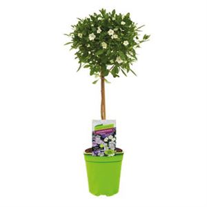 Afbeelding van KP19 Solanum  stam rantonetti Charles White